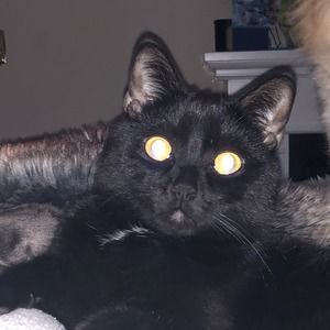 Meet your Posher, Rocco